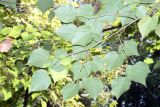 Tilia taquetii