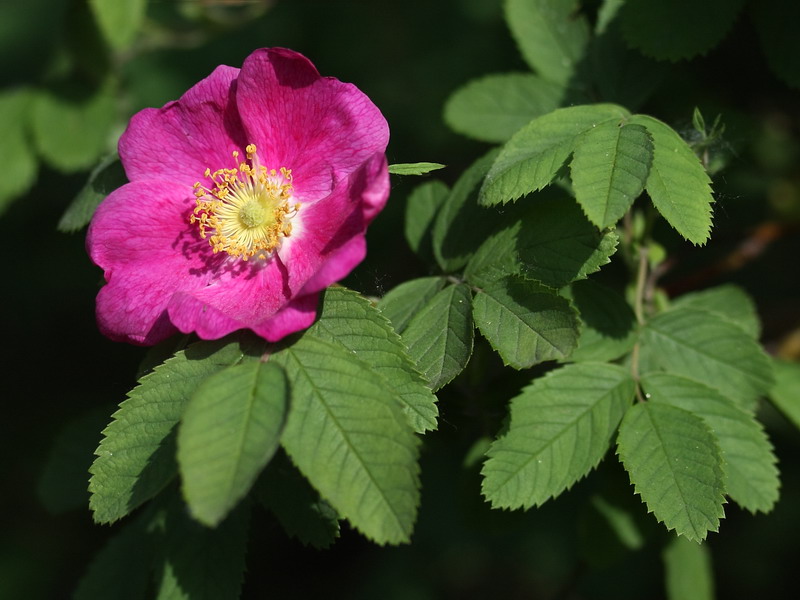 Image of Rosa glabrifolia specimen.