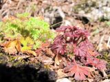 Saxifraga irrigua