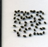 Stachys palustris. Эремы. Курская обл., г. Железногорск, на газоне. 1 октября 2009 г.