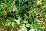 Corydalis paeoniifolia. Цветущее растение, Республика Саха (Якутия), Олёкминский район, заповедник Олёкминский, р. Олёкма, близ устья р. Куччугуй-Джикимда. Июль 1998 г.