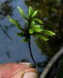 Climacium dendroides. Вегетирующее растение. Красноярский край, Каратузский р-н, урочище Сибирячка, склон Кедранского хребта к р. Тайгиш, сырой берег протоки. 13.07.2009.