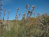 Limonium suffruticosum