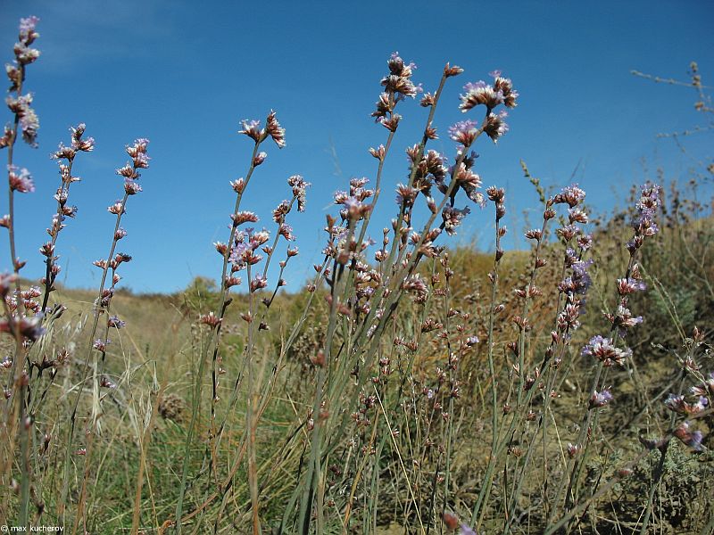 Image of Limonium suffruticosum specimen.