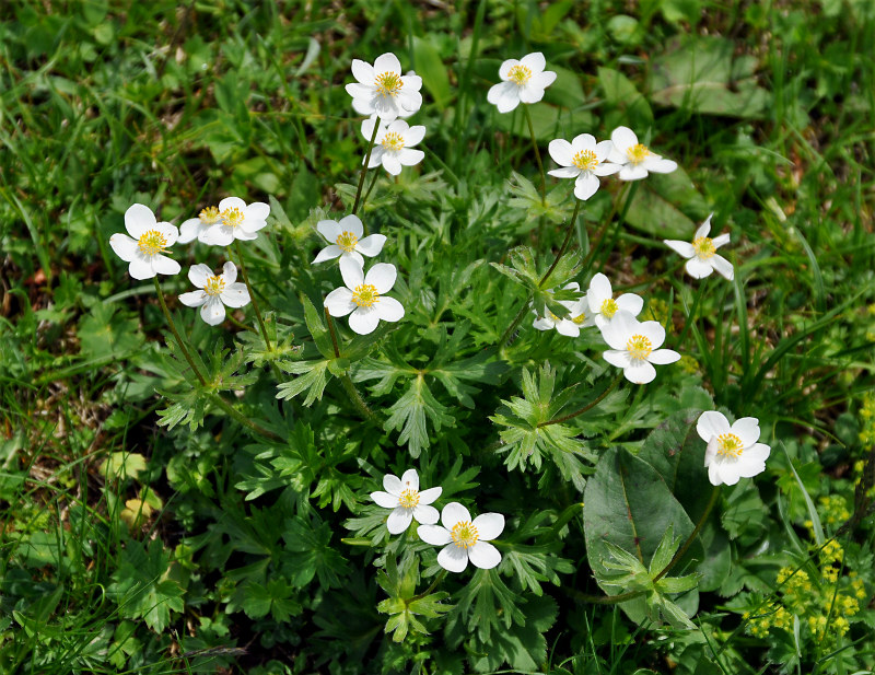 Изображение особи Anemonastrum speciosum.