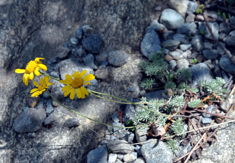 Изображение особи Anthemis marschalliana ssp. pectinata.