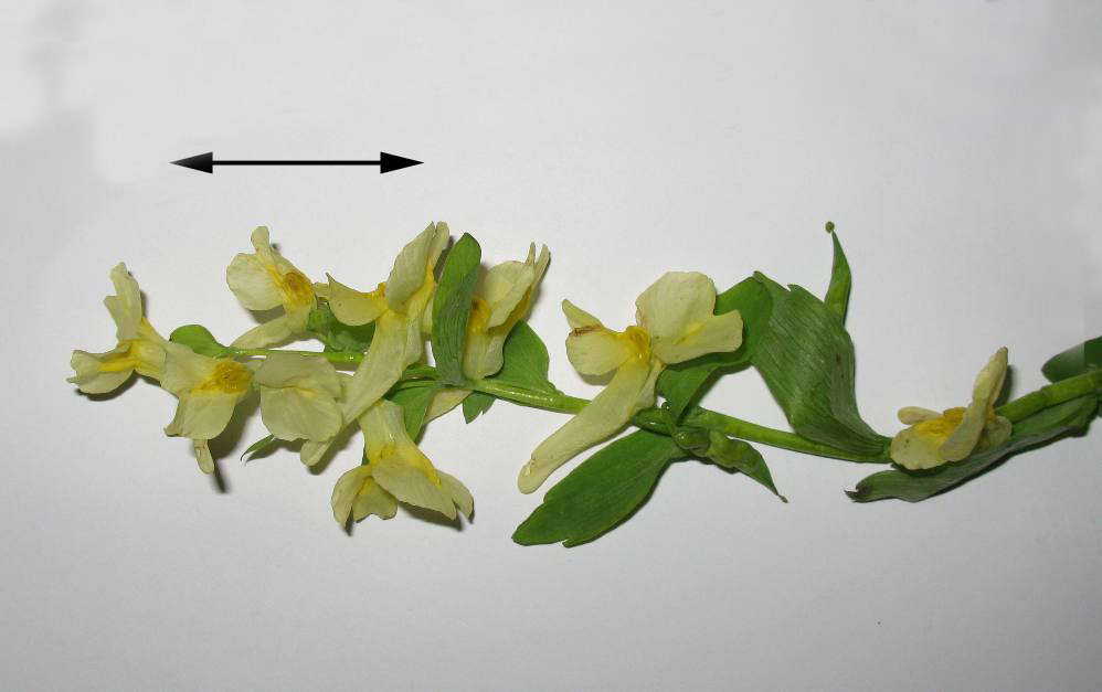 Image of Corydalis talpina specimen.