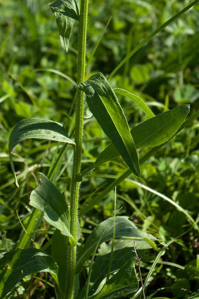Image of Erigeron annuus specimen.