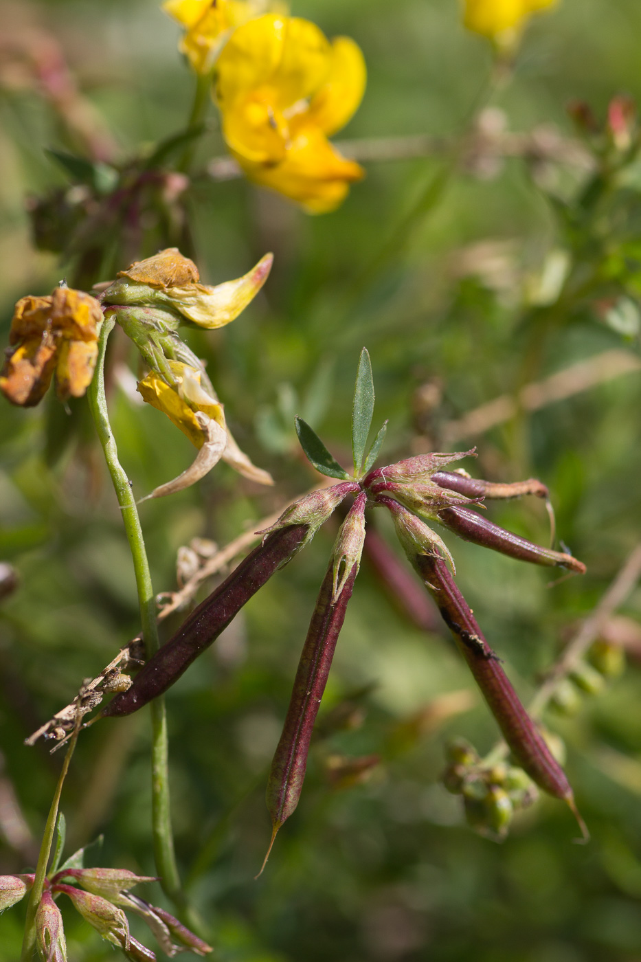 Image of genus Lotus specimen.