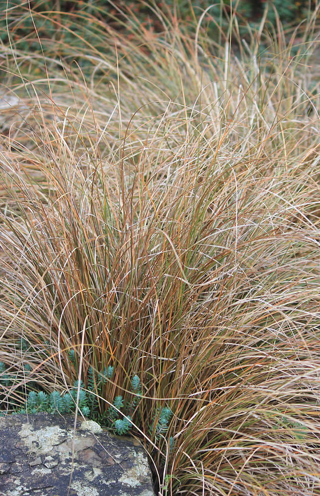 Image of Carex buchananii specimen.