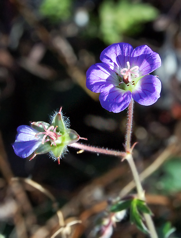 Image of Geranium laetum specimen.