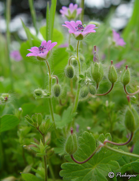 Изображение особи Geranium molle.