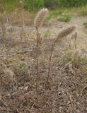 Trifolium angustifolium. Высохшее растение после плодоношения. Краснодарский край, м/о г. Новороссийск, ур. Широкая Балка, приморский склон. 04.07.2015.