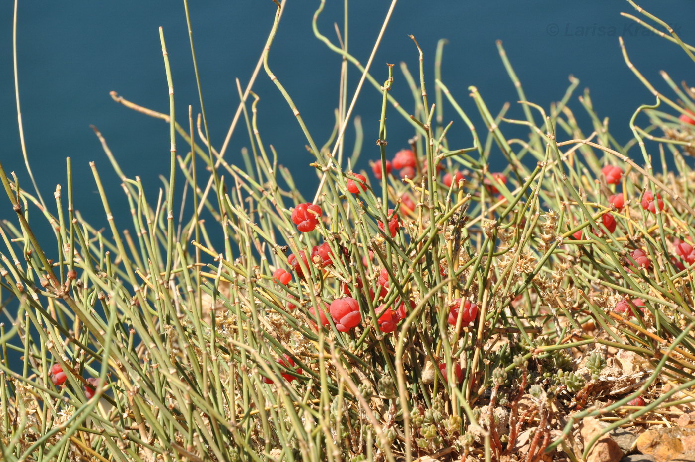 Изображение особи Ephedra distachya.