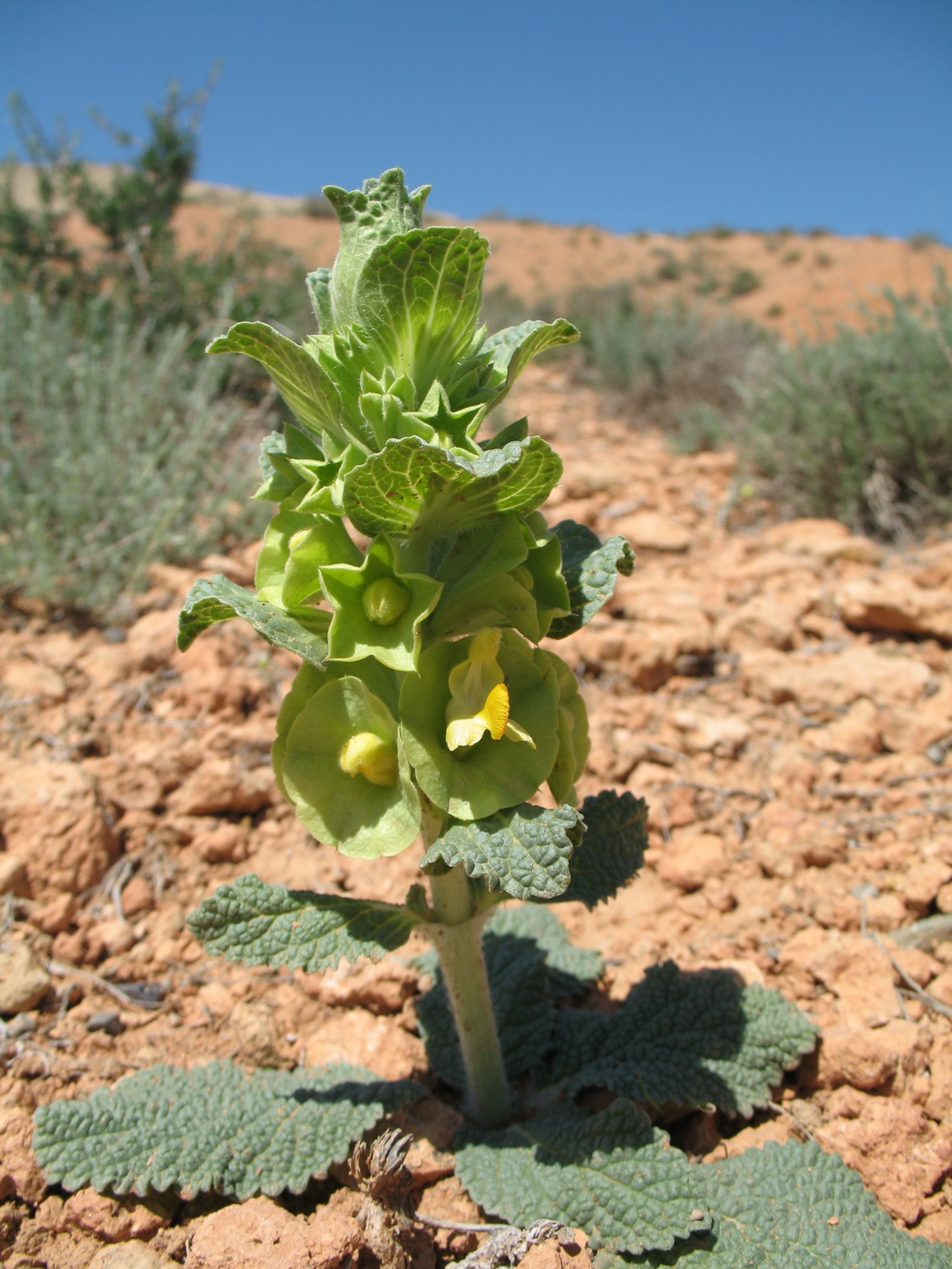 Image of Eremostachys isochila specimen.