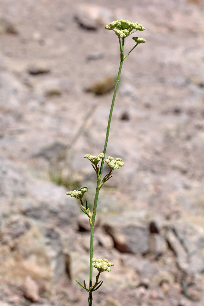 Image of Seseli tenuisectum specimen.