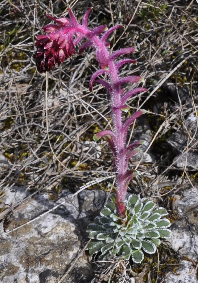 Изображение особи Saxifraga federici-augusti ssp. grisebachii.