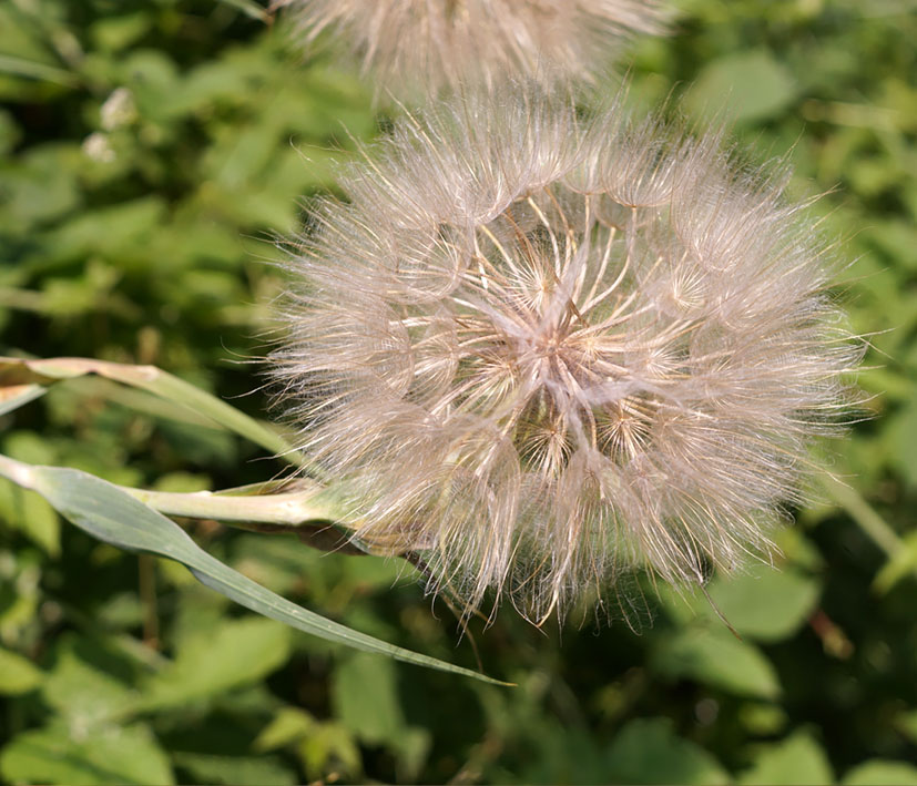 Image of Tragopogon marginifolius specimen.