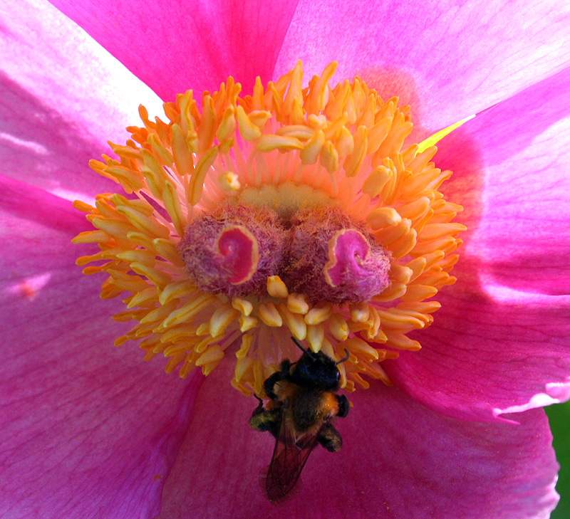 Image of Paeonia daurica specimen.