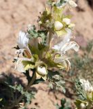 Lagochilus platyacanthus. Верхушка расцветающего растения. Кыргызстан, Нарынская обл., правый берег р. Нарын, окр. с. Чет-Нура. 14.06.2015.