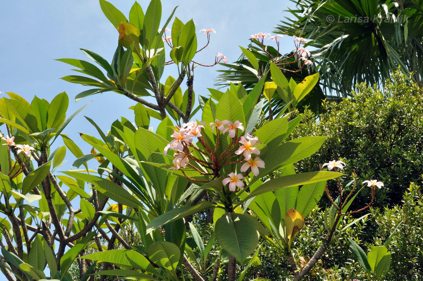 Изображение особи Plumeria rubra.
