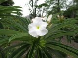 Pachypodium lamerei