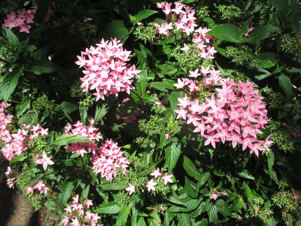 Image of Pentas lanceolata specimen.