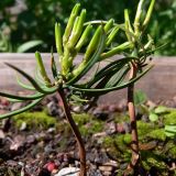 Pinus sibirica