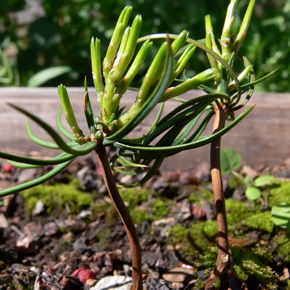 Image of Pinus sibirica specimen.