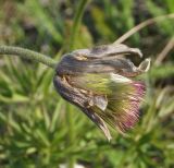 Pulsatilla multifida