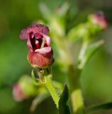 Scrophularia incisa