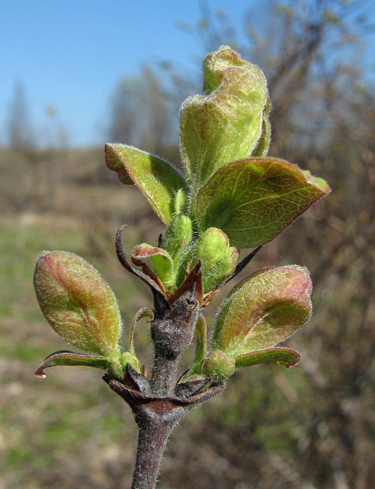 Image of Lonicera pallasii specimen.