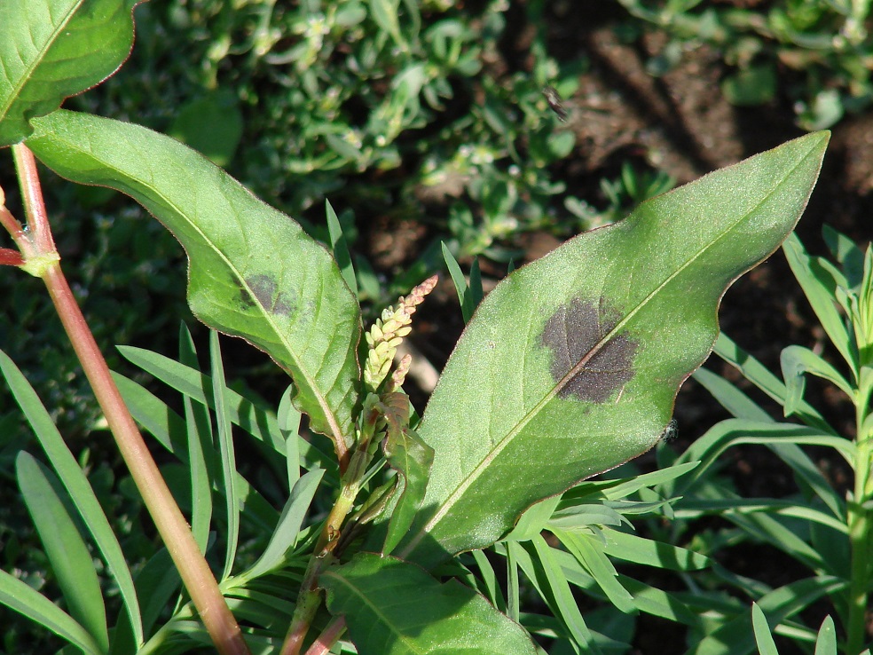 Image of Persicaria maculosa specimen.