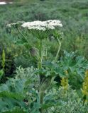 Heracleum dissectum. Верхушка цветущего растения. Бурятия, Окинский р-н, перевал Чойган-Дабан (выс. около 1900 м н.у.м.), заболоченная кустарниковая тундра. 05.07.2015.