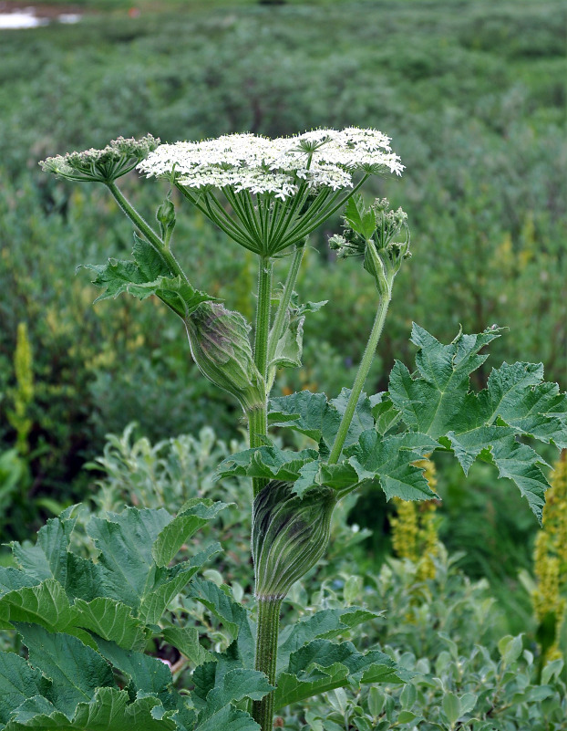 Image of Heracleum dissectum specimen.