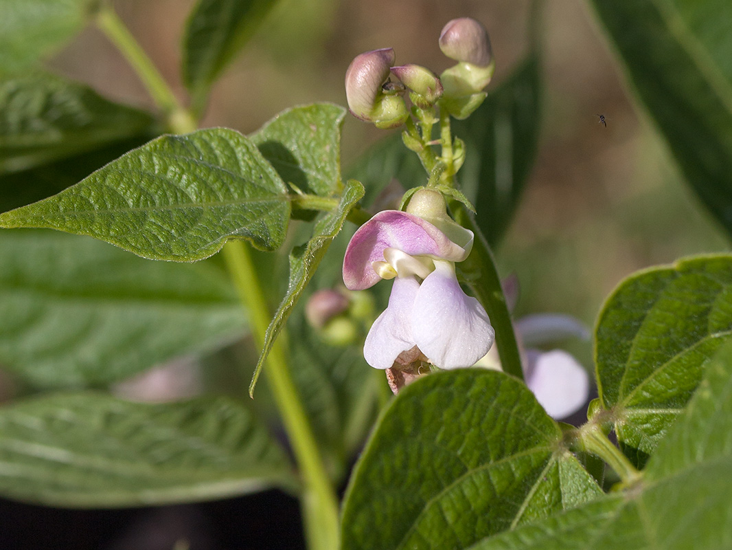 Изображение особи Phaseolus vulgaris.