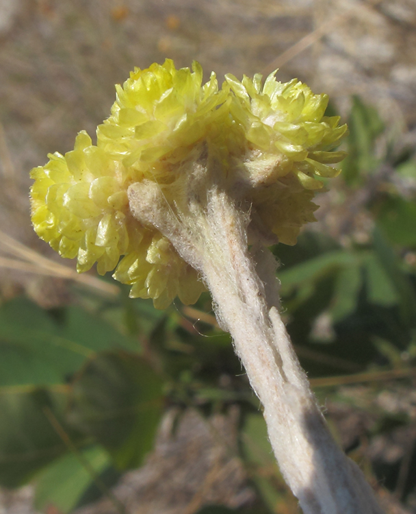 Image of Helichrysum arenarium specimen.