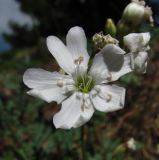 Lychnis samojedorum