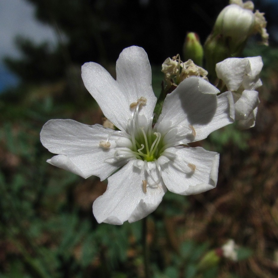 Image of Lychnis samojedorum specimen.