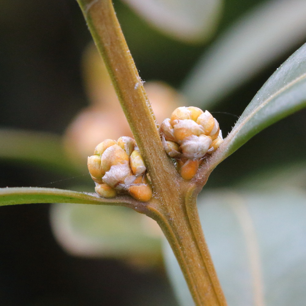 Image of Buxus sempervirens specimen.