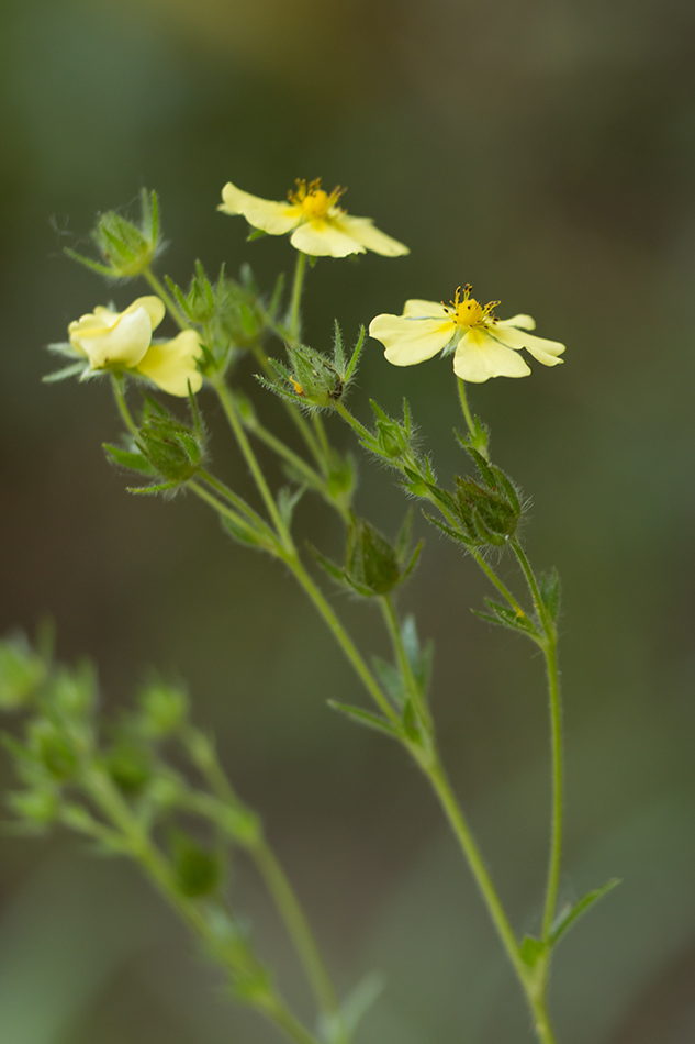 Изображение особи род Potentilla.