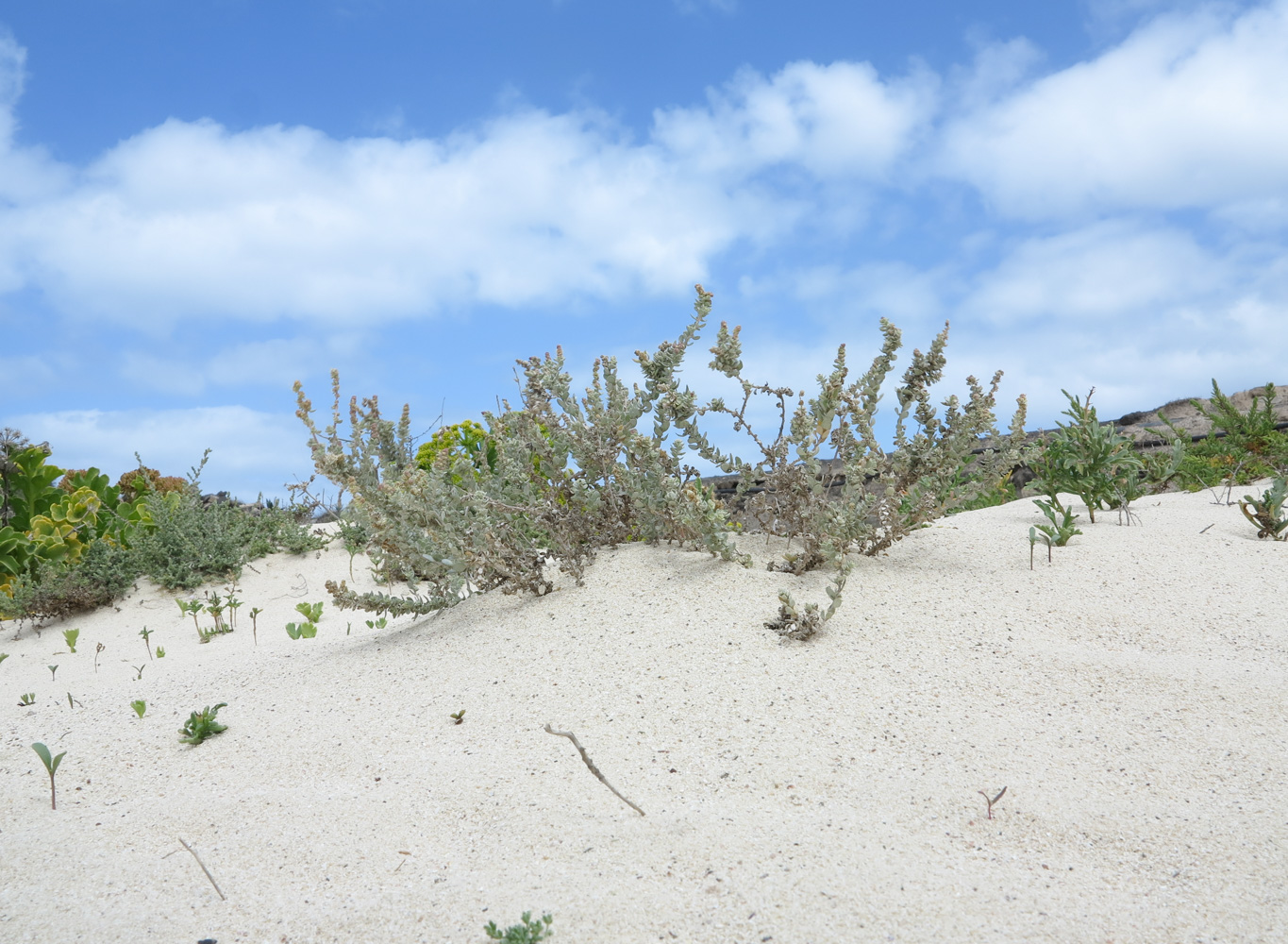 Изображение особи Atriplex glauca.