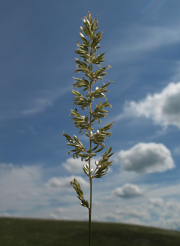 Image of Koeleria talievii specimen.