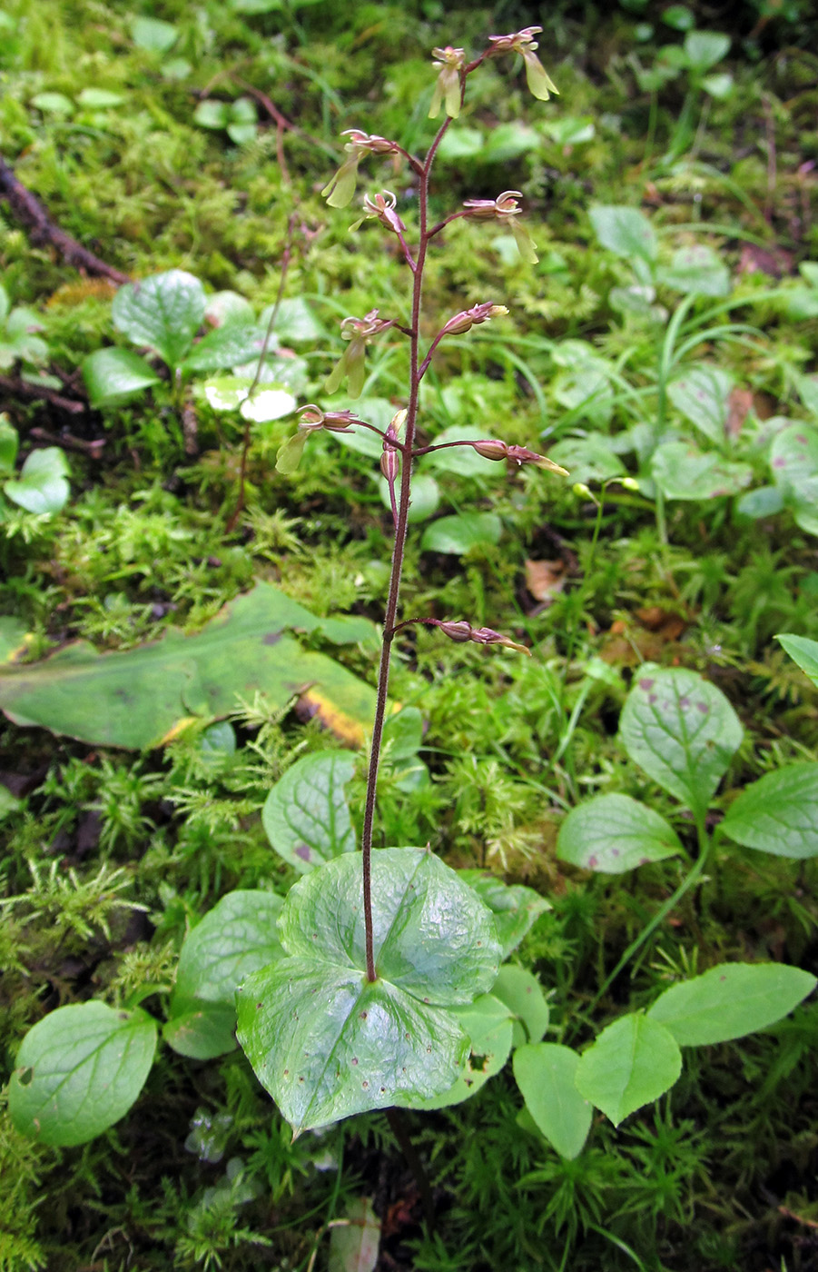 Image of Listera nipponica specimen.