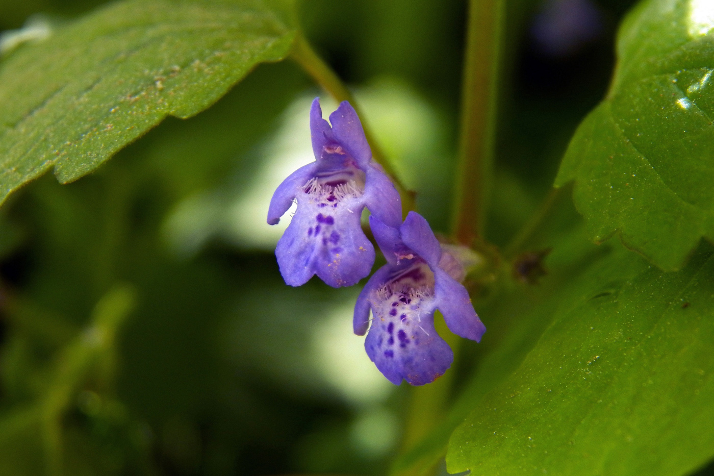 Image of Glechoma hederacea specimen.