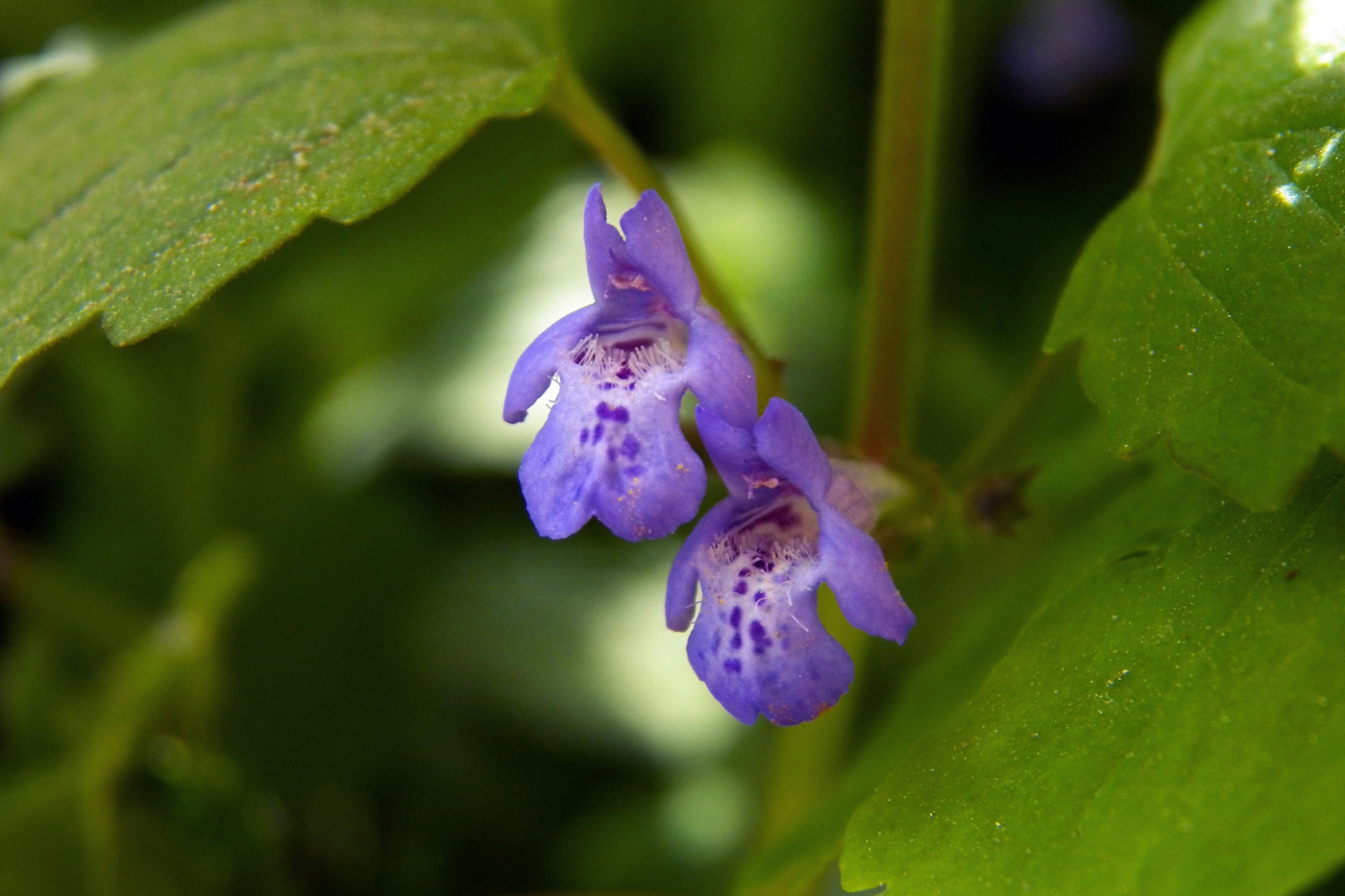 Изображение особи Glechoma hederacea.