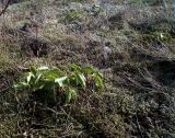 Orthilia secunda. Растения на сухой дерновине, поросшей мхом. Кольский п-ов, окр. Туманный, верхняя терраса под Нижнесеребрянской ГЭС. 08.05.2016.