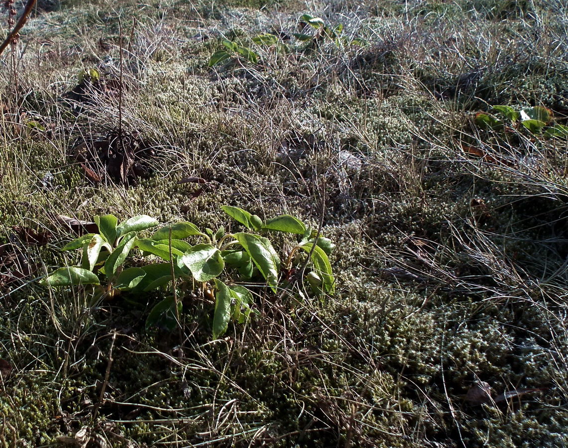 Изображение особи Orthilia secunda.