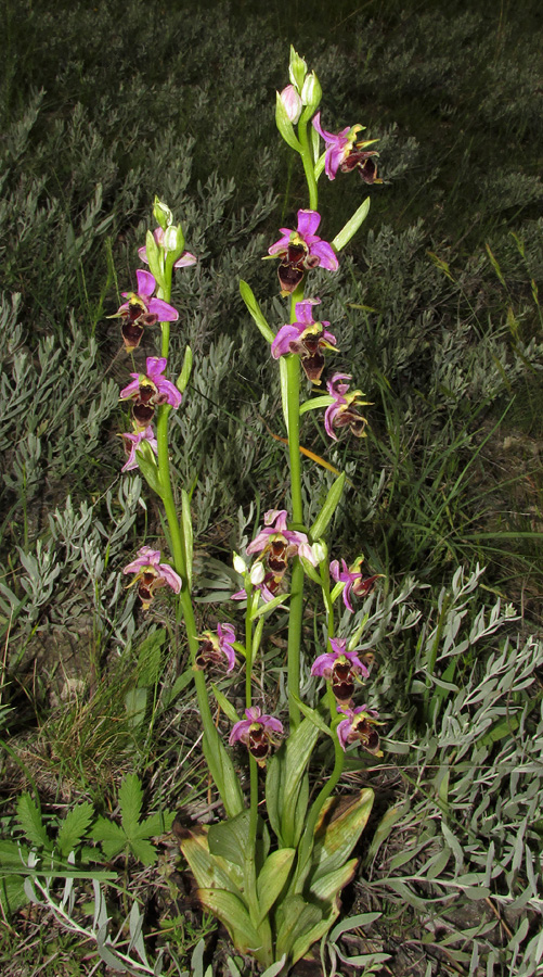 Изображение особи Ophrys oestrifera.