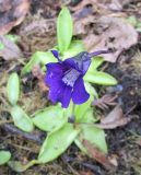 Pinguicula grandiflora